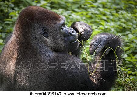 Western lowland gorilla (Gorilla gorilla gorilla), male feeding, silverback, captive, Primate Sanctuary, Limbe, Southwest Region, Cameroon, Africa View Large Photo Image Stock Photo - Western lowland gorilla (Gorilla gorilla gorilla), male feeding, silverback, captive, Primate Sanctuary, Limbe, Southwest Region, Cameroon, Africa. Fotosearch