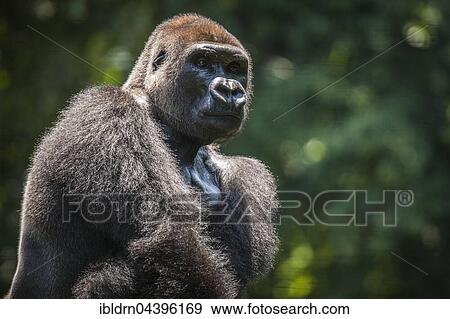 Western lowland gorilla (Gorilla gorilla gorilla), male, captive, Primate Sanctuary, Limbe, Southwest Region, Cameroon, Africa View Large Photo Image Stock Photo - Western lowland gorilla (Gorilla gorilla gorilla), male, captive, Primate Sanctuary, Limbe, Southwest Region, Cameroon, Africa. Fotosearch