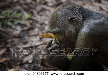 Western Lowland Gorilla (Gorilla gorilla gorilla), female eating, captive, Primate Sanctuary, Limbe, Southwest Region, Cameroon, Africa View Large Photo Image Stock Photo - Western Lowland Gorilla (Gorilla gorilla gorilla), female eating, captive, Primate Sanctuary, Limbe, Southwest Region, Cameroon, Africa. Fotosearch