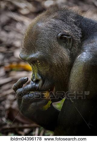 Western Lowland Gorilla (Gorilla gorilla gorilla), female eating, close up, captive, Primate Sanctuary, Limbe, Southwest Region, Cameroon, Africa View Large Photo Image Stock Photo - Western Lowland Gorilla (Gorilla gorilla gorilla), female eating, close up, captive, Primate Sanctuary, Limbe, Southwest Region, Cameroon, Africa. Fotosearch