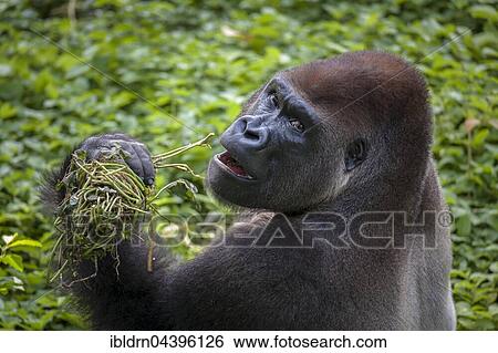 Western lowland gorilla (Gorilla gorilla gorilla), male feeding, silverback, captive, Primate Sanctuary, Limbe, Southwest Region, Cameroon, Africa View Large Photo Image Stock Photograph - Western lowland gorilla (Gorilla gorilla gorilla), male feeding, silverback, captive, Primate Sanctuary, Limbe, Southwest Region, Cameroon, Africa. Fotosearch