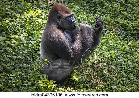 Stock Photograph - Western lowland gorilla (Gorilla gorilla gorilla), male feeding, silverback, captive, Primate Sanctuary, Limbe, Southwest Region, Cameroon, Africa. Fotosearch