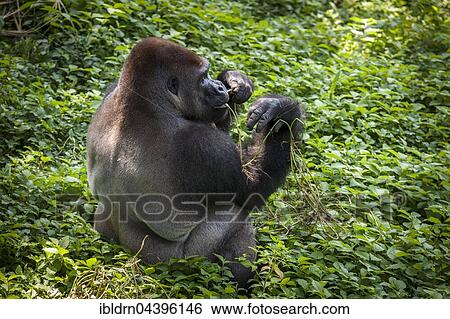 Western lowland gorilla (Gorilla gorilla gorilla), male feeding, silverback, captive, Primate Sanctuary, Limbe, Southwest Region, Cameroon, Africa View Large Photo Image Stock Photograph - Western lowland gorilla (Gorilla gorilla gorilla), male feeding, silverback, captive, Primate Sanctuary, Limbe, Southwest Region, Cameroon, Africa. Fotosearch