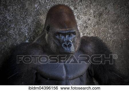 Western lowland gorilla (Gorilla gorilla gorilla), male in enclosure, portrait, captive, Primate Sanctuary, Limbe, Southwest Region, Cameroon, Africa View Large Photo Image Stock Photograph - Western lowland gorilla (Gorilla gorilla gorilla), male in enclosure, portrait, captive, Primate Sanctuary, Limbe, Southwest Region, Cameroon, Africa. Fotosearch