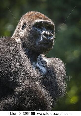 Western lowland gorilla (Gorilla gorilla gorilla), male, captive, Primate Sanctuary, Limbe, Southwest Region, Cameroon, Africa View Large Photo Image Stock Photograph - Western lowland gorilla (Gorilla gorilla gorilla), male, captive, Primate Sanctuary, Limbe, Southwest Region, Cameroon, Africa. Fotosearch
