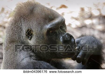 Western lowland gorilla (Gorilla gorilla gorilla), male, pensive, captive, Primate Sanctuary, Limbe, Southwest Region, Cameroon, Africa View Large Photo Image Stock Photograph - Western lowland gorilla (Gorilla gorilla gorilla), male, pensive, captive, Primate Sanctuary, Limbe, Southwest Region, Cameroon, Africa. Fotosearch