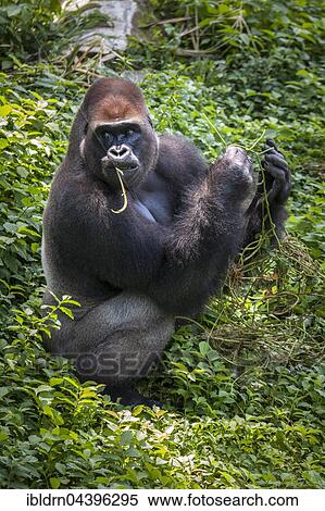 Stock Photography - Western lowland gorilla (Gorilla gorilla gorilla), male feeding, captive, Primate Sanctuary, Limbe, Southwest Region, Cameroon, Africa. Fotosearch