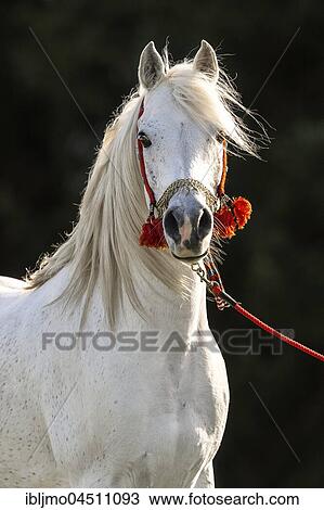 Stock Image - White Arabian stallion, portrait with traditional decorated halter. Fotosearch