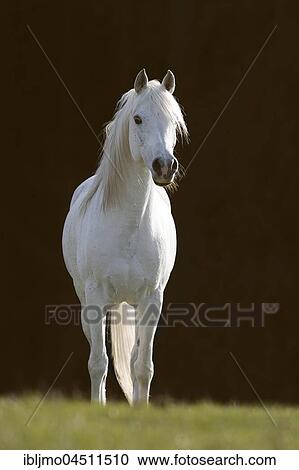 White Arabian stallion View Large Photo Image Stock Image - White Arabian stallion. Fotosearch
