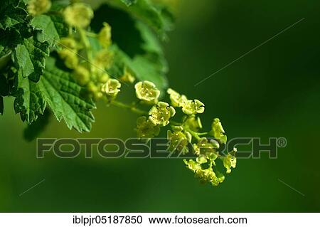 White currant, variety White Versailler ( ca. 1850, Versaille) View Large Photo Image Stock Image - White currant, variety White Versailler ( ca. 1850, Versaille). Fotosearch