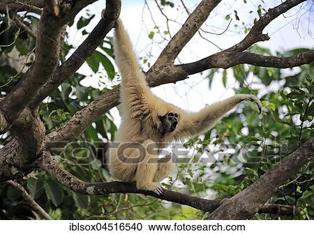 White hand gibbon, Lar (Hylobates lar), adult female calling on tree, Occurrence in Southeast Asia, captive View Large Photo Image Stock Image - White hand gibbon, Lar (Hylobates lar), adult female calling on tree, Occurrence in Southeast Asia, captive. Fotosearch