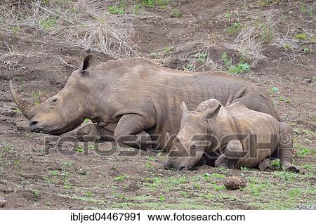 White rhinoceroses (Ceratotherium simum), mother with calf, Kruger National Park, South Africa, Africa View Large Photo Image Stock Image - White rhinoceroses (Ceratotherium simum), mother with calf, Kruger National Park, South Africa, Africa. Fotosearch
