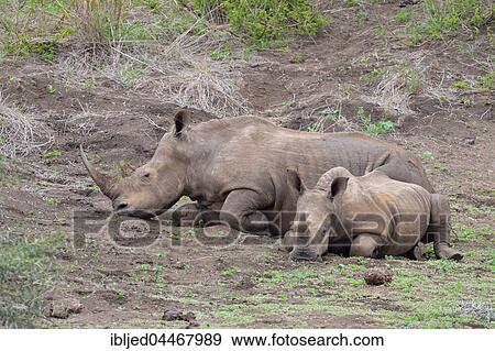 White rhinoceroses (Ceratotherium simum), mother with calf, Kruger National Park, South Africa, Africa View Large Photo Image Stock Photo - White rhinoceroses (Ceratotherium simum), mother with calf, Kruger National Park, South Africa, Africa. Fotosearch