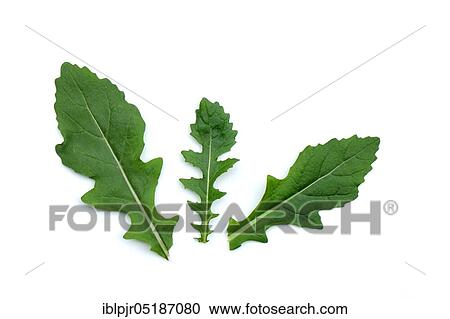 Stock Image - White rocket (Diplotaxis erucoides), Leaves. Fotosearch