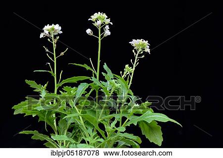Stock Photo - White rocket (Diplotaxis erucoides). Fotosearch