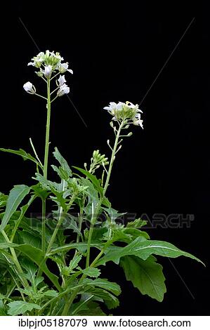 Stock Photo - White rocket (Diplotaxis erucoides). Fotosearch