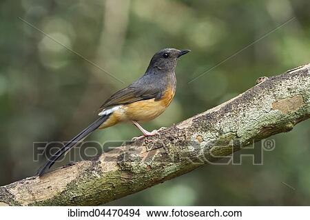 White-rumped shama (Copsychus malabaricus), female, Kaeng Krachan National Park, Thailand, Asia View Large Photo Image Picture - White-rumped shama (Copsychus malabaricus), female, Kaeng Krachan National Park, Thailand, Asia. Fotosearch