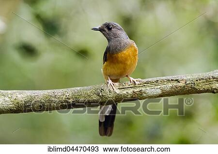 White-rumped shama (Copsychus malabaricus), female, Kaeng Krachan National Park, Thailand, Asia View Large Photo Image Stock Image - White-rumped shama (Copsychus malabaricus), female, Kaeng Krachan National Park, Thailand, Asia. Fotosearch