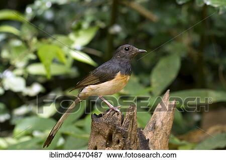 White-rumped shama (Copsychus malabaricus), Kaeng Krachan National Park, Thailand, Asia View Large Photo Image Stock Photo - White-rumped shama (Copsychus malabaricus), Kaeng Krachan National Park, Thailand, Asia. Fotosearch