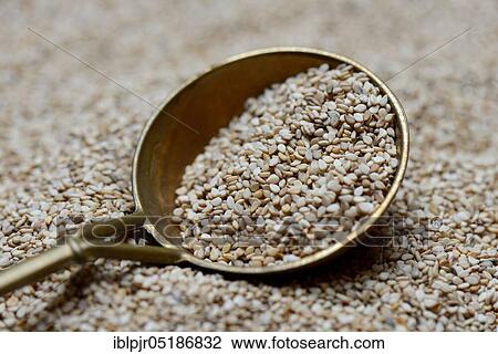Stock Image - White seed ( Sesamum indicum) in brass ladle. Fotosearch