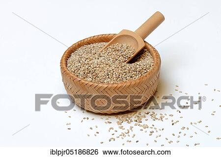 Stock Photograph - White seed ( Sesamum indicum). Fotosearch