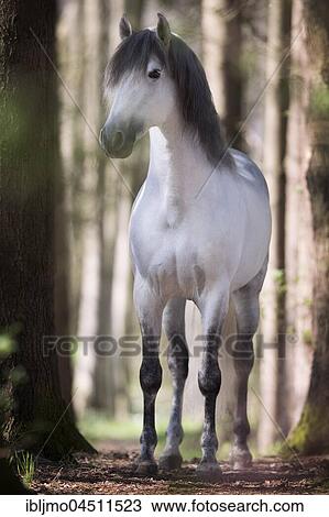 White Spanish stallion in the woods View Large Photo Image Stock Image - White Spanish stallion in the woods. Fotosearch