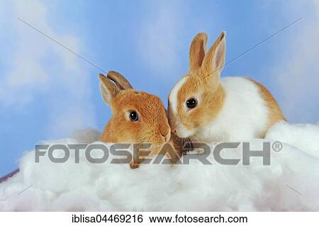 White spotted and brown adult dwarf rabbits sitting in cotton View Large Photo Image Stock Photograph - White spotted and brown adult dwarf rabbits sitting in cotton. Fotosearch