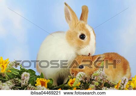 White spotted and brown dwarf rabbits sitting in marigold, adult and kit View Large Photo Image Stock Image - White spotted and brown dwarf rabbits sitting in marigold, adult and kit. Fotosearch