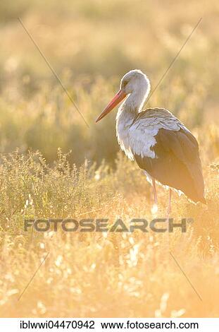 White Stork (Ciconia ciconia) in morning light, backlight, savannah, Serengeti National Park, Tanzania, Africa View Large Photo Image Stock Image - White Stork (Ciconia ciconia) in morning light, backlight, savannah, Serengeti National Park, Tanzania, Africa. Fotosearch
