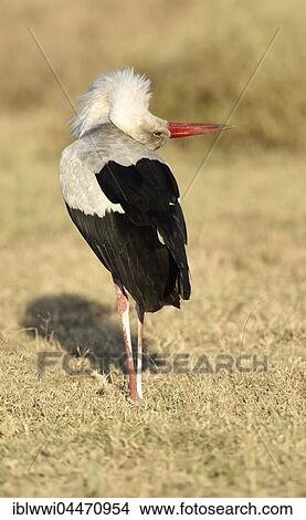 White Stork (Ciconia ciconia) in the savannah, Serengeti National Park, Tanzania, Africa View Large Photo Image Picture - White Stork (Ciconia ciconia) in the savannah, Serengeti National Park, Tanzania, Africa. Fotosearch