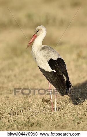 Stock Image - White Stork (Ciconia ciconia) in the savannah, Serengeti National Park, Tanzania, Africa. Fotosearch