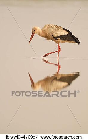 White Stork (Ciconia ciconia) in water at sunrise, water reflection, Serengeti, Tanzania, Africa View Large Photo Image Stock Photo - White Stork (Ciconia ciconia) in water at sunrise, water reflection, Serengeti, Tanzania, Africa. Fotosearch