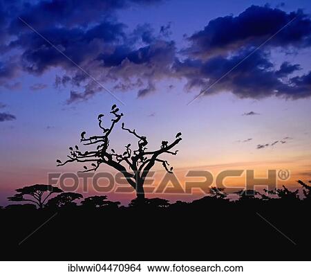 Picture - White Storks (Ciconia ciconia) on a dead acacia tree at sunrise, tree savannah, Serengeti National Park, Tanzania, Africa. Fotosearch