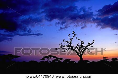 White Storks (Ciconia ciconia) on a dead acacia tree at sunrise, tree savannah, Serengeti National Park, Tanzania, Africa View Large Photo Image Stock Image - White Storks (Ciconia ciconia) on a dead acacia tree at sunrise, tree savannah, Serengeti National Park, Tanzania, Africa. Fotosearch