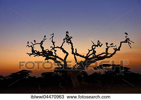 Stock Image - White Storks (Ciconia ciconia) on a dead acacia tree at sunrise, tree savannah, Serengeti National Park, Tanzania, Africa. Fotosearch