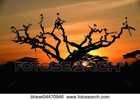 White Storks (Ciconia ciconia) on a dead acacia tree at sunrise, tree savannah, Serengeti National Park, Tanzania, Africa View Large Photo Image Stock Photograph - White Storks (Ciconia ciconia) on a dead acacia tree at sunrise, tree savannah, Serengeti National Park, Tanzania, Africa. Fotosearch