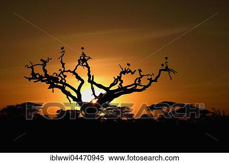 Stock Photography - White Storks (Ciconia ciconia) on a dead acacia tree at sunrise, tree savannah, Serengeti National Park, Tanzania, Africa. Fotosearch