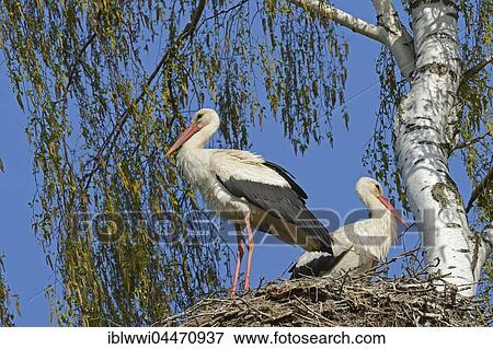 White Storks (Ciconia ciconia), pair on nest next to birch tree (Betula), Biebrza National Park, Poland, Europe View Large Photo Image Stock Photo - White Storks (Ciconia ciconia), pair on nest next to birch tree (Betula), Biebrza National Park, Poland, Europe. Fotosearch