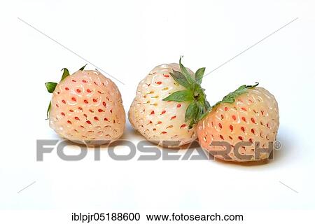 White strawberries, Fragaria x ananassa, Pineberry, Pineberries View Large Photo Image Stock Image - White strawberries, Fragaria x ananassa, Pineberry, Pineberries. Fotosearch