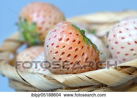 White strawberries in basket, Fragaria x pineapplesa, pineapple berry, pineapple berries View Large Photo Image Picture - White strawberries in basket, Fragaria x pineapplesa, pineapple berry, pineapple berries. Fotosearch