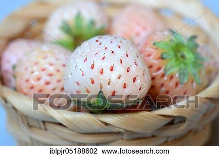 Stock Image - White strawberries in basket, Fragaria x pineapplesa, pineapple berry, pineapple berries. Fotosearch