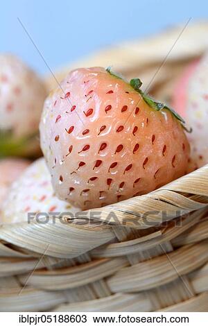 White strawberries in basket, Fragaria x pineapplesa, pineapple berry, pineapple berries View Large Photo Image Stock Image - White strawberries in basket, Fragaria x pineapplesa, pineapple berry, pineapple berries. Fotosearch