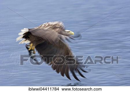 Picture - White-tailed eagle (Haliaeetus albicilla) catching a fish, Norway, Europe. Fotosearch