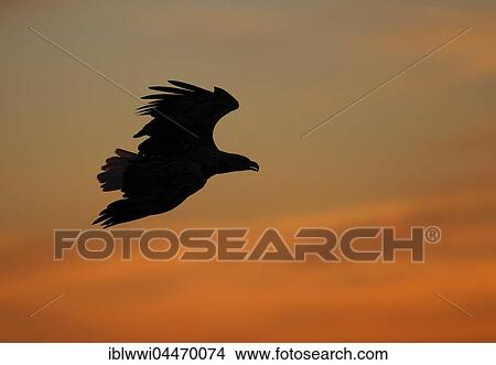 Picture - White-tailed eagle (haliaetus albicilla) in flight, midnight sun, Norwegian coast, Flatanger, Norway, Europe. Fotosearch