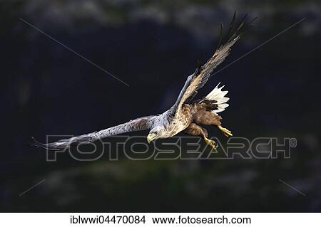 White-tailed eagle (haliaetus albicilla) in flight, Flatanger, Norway, Europe View Large Photo Image Picture - White-tailed eagle (haliaetus albicilla) in flight, Flatanger, Norway, Europe. Fotosearch