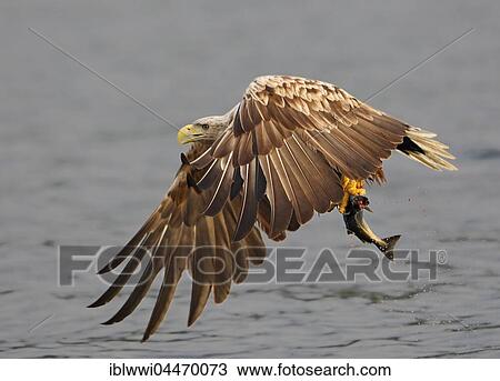 Stock Image - White-tailed eagle (haliaetus albicilla) in flight over water with fish, Norwegian coast, Flatanger, Norway, Europe. Fotosearch