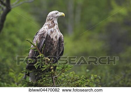 Stock Image - White-tailed eagle (haliaetus albicilla) on spruce, Norwegian coast, Flatanger, Norway, Europe. Fotosearch