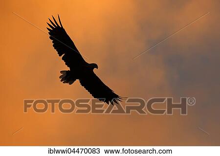 White-tailed eagle (haliaetus albicilla) in flight, midnight sun, Norwegian coast, Flatanger, Norway, Europe View Large Photo Image Stock Image - White-tailed eagle (haliaetus albicilla) in flight, midnight sun, Norwegian coast, Flatanger, Norway, Europe. Fotosearch