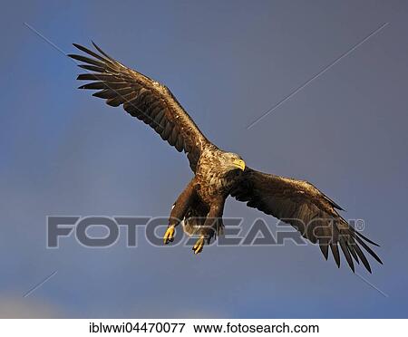 White-tailed eagle (haliaetus albicilla) in flight, Flatanger, Norway, Europe View Large Photo Image Stock Photo - White-tailed eagle (haliaetus albicilla) in flight, Flatanger, Norway, Europe. Fotosearch