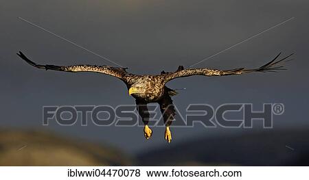 Stock Photo - White-tailed eagle (haliaetus albicilla) in flight, Flatanger, Norway, Europe. Fotosearch